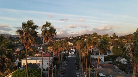 Palm Tree Lined Street in Los Angeles California City