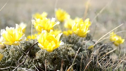Wildflowers, Adonis spring. The first flowers of spring, the beginning of a new life. The concept of a bright new, yellow life.