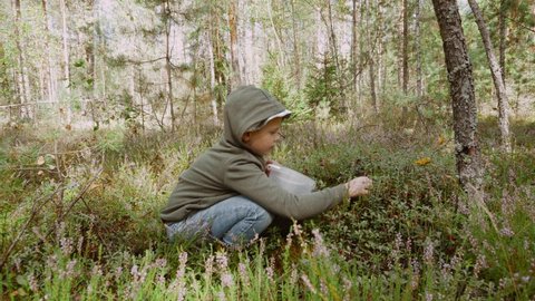 Caucasian child in sweater with hood sits on haunches in grass in the forest. Boy collects lingonberries from bush in plastic bucket