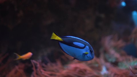 Blue fish surgeon swims in the aquarium close-up. Marine life in the oceanarium.
