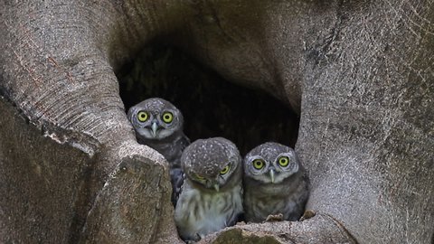 Spotted owlet (Athene brama) is a small owl which breeds in tropical Asia, pair living in the tree hole in nature