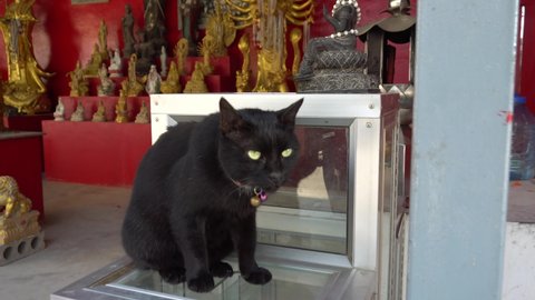 Black cat looks with green eyes into the distance. Multicolored patterns on the collar and two bells hang. Red wall of the Buddha temple. Many statues of the deity. Cat's piercing gaze. Gray mustache.