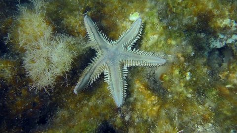 Slender sea star or Sand Starfish (Astropecten spinulosus) creeps along the bottom overgrown with brown algae, top view. Mediterranean.