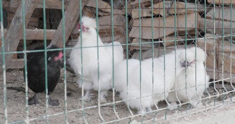 Silkie Bantam chickens (also called Chinese silk chicken) inside a coop with wire fence. White rooster crowing with audio.