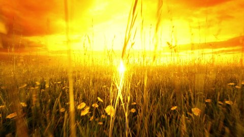 Moving through the tall timothy grass and dandelions towards a beautiful golden sunset.
