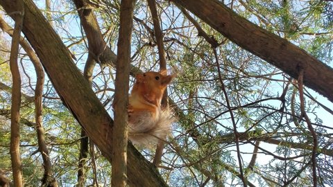 Cute red squirrel sits on tree branch holding food in paws and chewing nuts. Rodent feeding on spring sunny day in forest. Then small animal jump away. Vertical format video slow motion