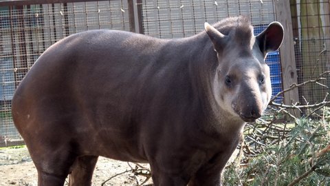 South American tapir (Tapirus terrestris), also known as the Brazilian tapir. Wild life animal.
