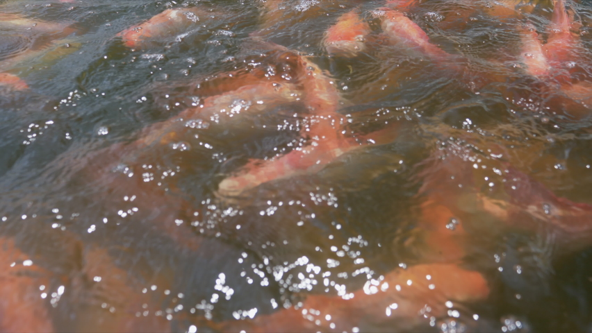 Feeding many Red tilapia fish in the pond.Tilapia culture in ponds and cages in Thailand Royalty-Free Stock Footage #1071435958