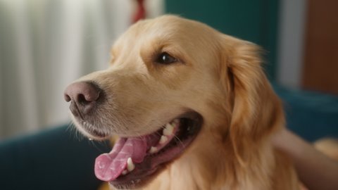 Golden retriever is sitting on the sofa in living room. Fluffy dog playing at home, big puppy waiting for his owner to go for a walk. Close-up of happy pet. 