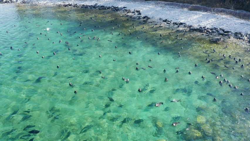 Seal nerpa swim in Baikal lake. Aerial drone view over huge flock of pusa sibirica underwater and rest on lake shore on Ushkany Islands.