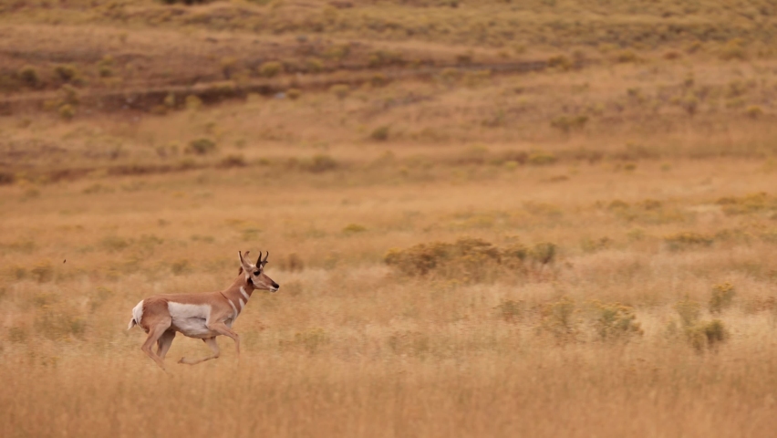 Pronghorn in Yellowstone National Park in Wyoming. Slow Motion.