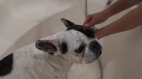 A cute dog is washed after a walk. Hygiene and safety. French bulldog