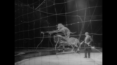 CIRCA 1966 - Highlights of the Ringling Brothers' Barnum and Bailey circus at Madison Square Garden include a tiger riding a horse.