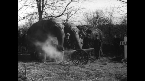 CIRCA 1932 - Tillie the circus elephant is dragged to her burial site in Terrace Park, Ohio, where she is mourned by humans and elephants alike.