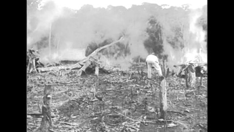 CIRCA 1932 - Farmers set small, controlled fires on a rubber plantation in Brazil.