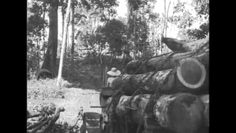 CIRCA 1932 - Logs are driven off a rubber plantation in Brazil.
