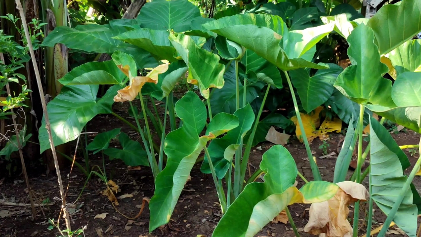 taro plant with large ears, fresh green