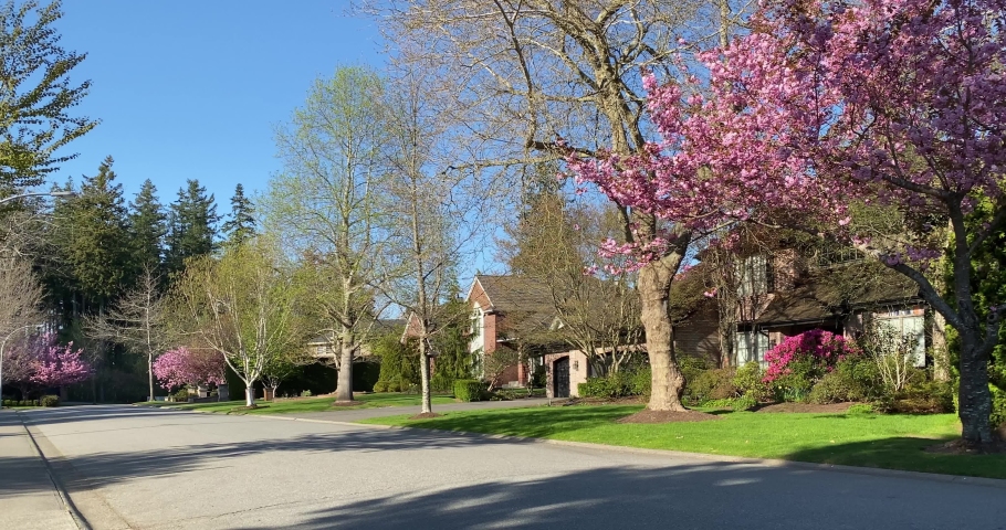 Establishing shot. Neighbourhood of luxury houses with street road, big trees, pink blossom and nice landscape in Vancouver, Canada, North America. Day time on April 2021. Still camera view. H.264.