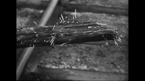 CIRCA 1919 - A man shoos a porcupine away from a railroad with a large stick, and the stick is shown to have many quills stuck in it afterwards.