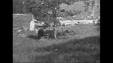 CIRCA 1919 - Tourists in Yellowstone National Park see black bears and grizzly bears, feeding one.