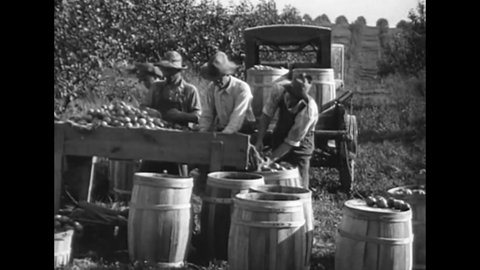 CIRCA 1919 - Migrant farmers pick apples in Colorado.