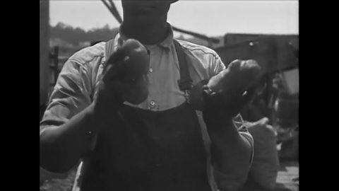CIRCA 1917 - African-American men harvest potatoes in St. Augustine, Florida.