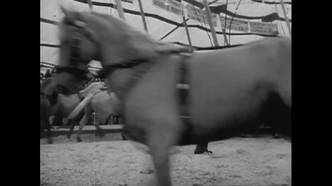 CIRCA 1950s - Horses are put through their paces at a circus.