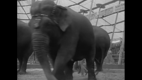 CIRCA 1950s - Elephants perform at a circus.