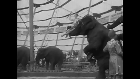 CIRCA 1950s - Elephants perform at a circus, getting on their hind legs and lifting women with their trunks.