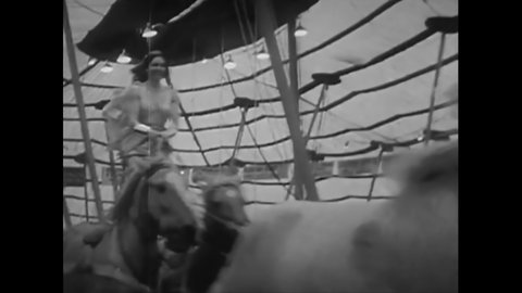 CIRCA 1950s - Circus horses are made to stand on their hind legs, and a performer rides a team of them around the ring.