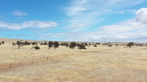 SOUTH AUSTRALIA - CIRCA 2020 - Excellent aerial shot of trees on a brown field in the countryside of Eyre Peninsula, South Australia.