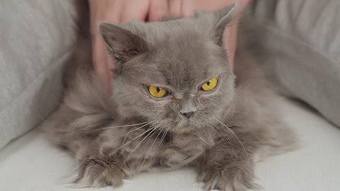 Portrait of an old British longhaired cat being stroked by a man's hands