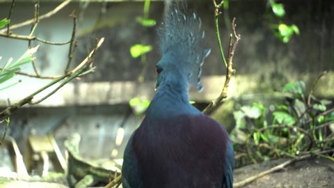 A close up of a Victoria crowned pigeon (Goura victoria) a large elegant tropical pigeon