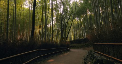 Bamboo forest in Kyoto, Japan, sun flare light filtering through