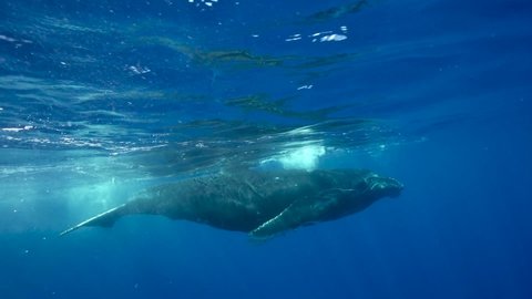 Young humpback whale in clear water around the island of Tahiti, south Pacific, French Polynesia. Shot above and below surface. Splashing water with the fluke. Slow motion shot.