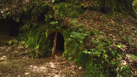 Mossy Hobbit Hole in the Mononoke Forest, Yakushima Japan