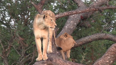 A lioness surveys the land while standing tall in a fallen tree with another female lion lounging beside her.