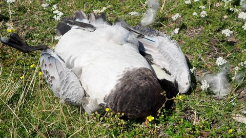 Shot showing a dead black and white Barnacle Goose lying on grassy surface, bright daylight.