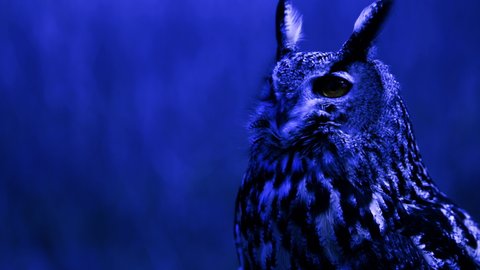 Eagle Owl turning head at night in dark forest - hunting bird of prey