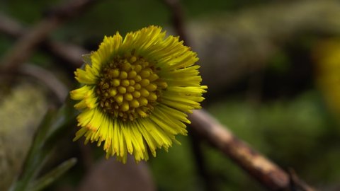Bright yellow flower of coltsfoot (Tussilago farfara), common plant growing in swamps, wastelands, along roadsides. Close up, slide from left to right.