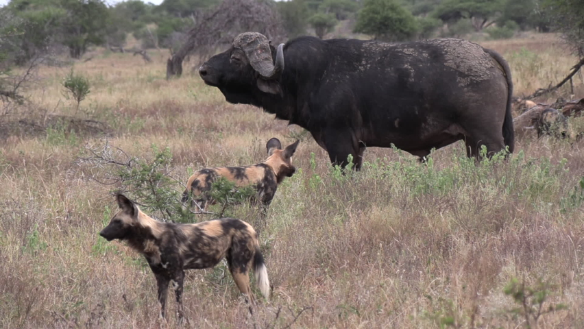 Animal confrontation as an old Cape Buffalo bull charges at a pack of wild dogs who are trying to surround him.