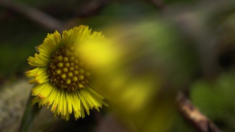 The yellow beauty of the coltsfoot flower emerges from behind a blurred bloom in the foreground while the camera slides from right to left. Macro.
