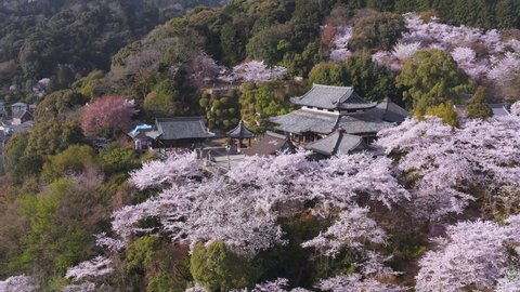 Onjo-ji Temple at Mii-dera, Sakura in Full Bloom, Shiga Prefecture, Japan.