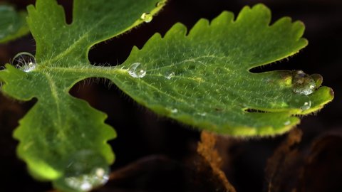 Young leaf of wild greater celandine decorated with dewdrops. Macro, slide from right to left.