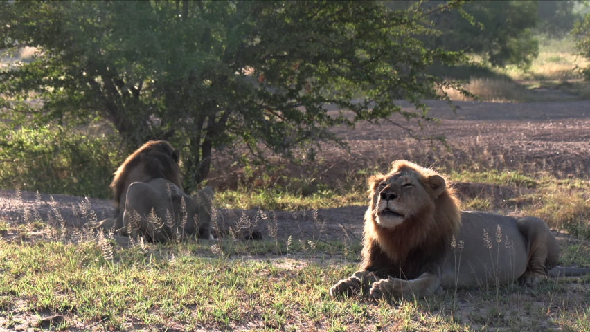 A male lion roaring in the early morning sun with his breath visible in the air. Sunny, backlit nature scene in the wild of Africa.