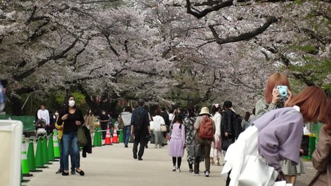 TOKYO, JAPAN - APRIL 2021 : Crowd of people and cherry blossom at the Ueno park. People wearing surgical mask to protect from Coronavirus (COVID-19). Japanese spring season concept shot in slow motion