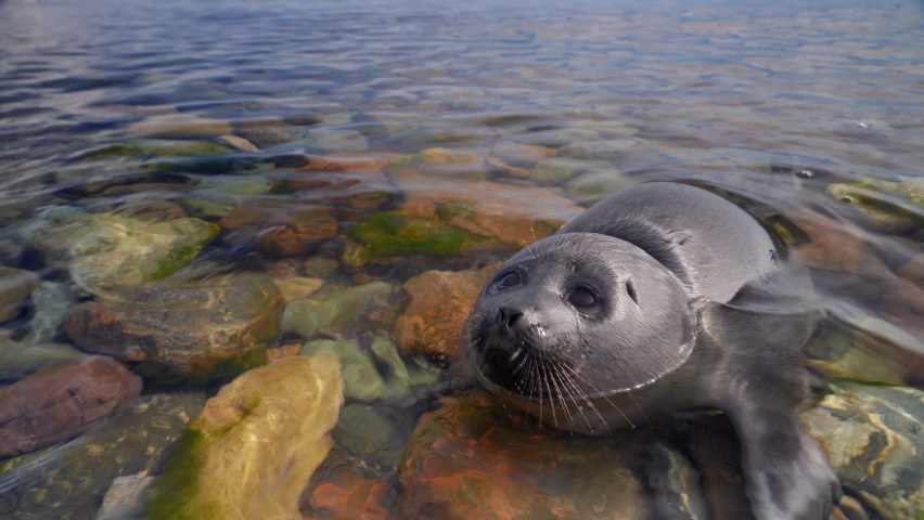 Close up view of small seal nerpa swim in Baikal lake. Have a rest on lake shore on stone beach. | Shutterstock HD Video #1071479650