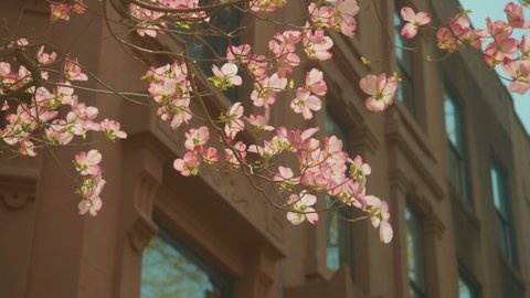 blooming magnolia tree branch hangs in front of Brooklyn brownstones