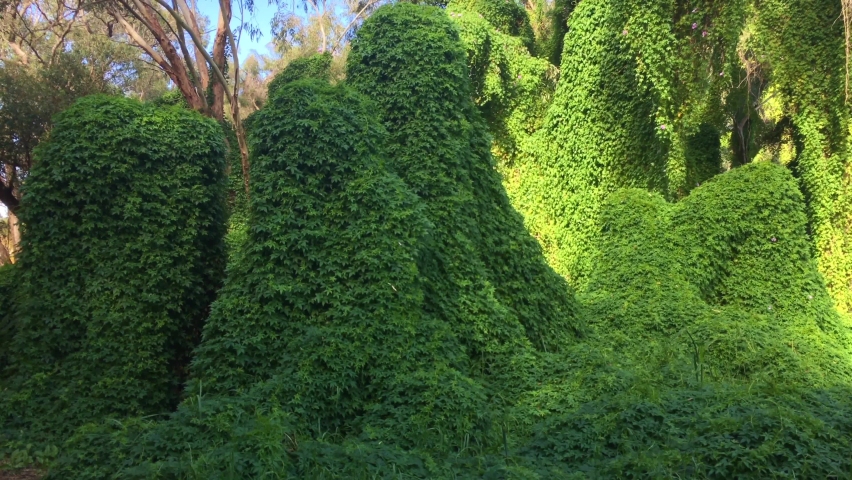 Tropical rain forest secret garden landscape., a Nature Video by ChameleonsEye