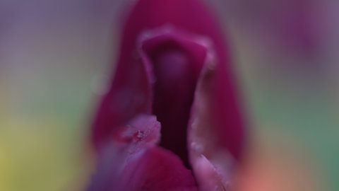 Close up of a flower - concept: abstract sexual or sensual dripping vulva, feminine, divine, awakening, spirit, body, soul, sex, tantra practice